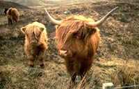 Vaches des Highlands d'Ecosse,  toujours très prisées de nos visiteurs